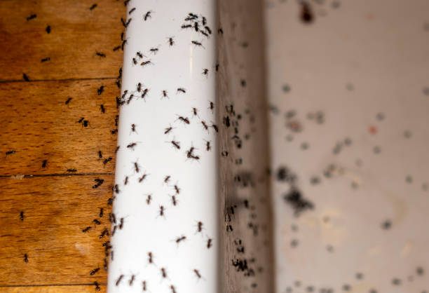 Best Pest Inspection Near Me  in Amador Pines, CA