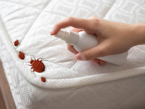 Best Affordable Pest Control Services  in Amador Pines, CA