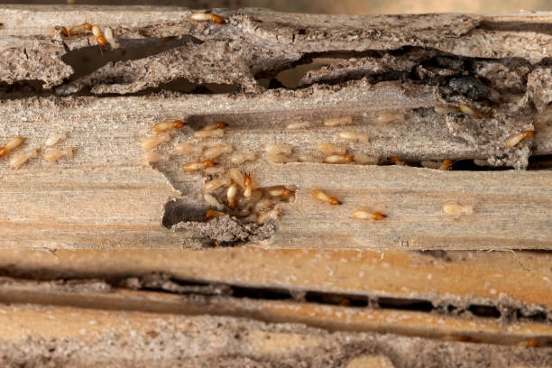 Best Pest Control Near Me  in Amador Pines, CA