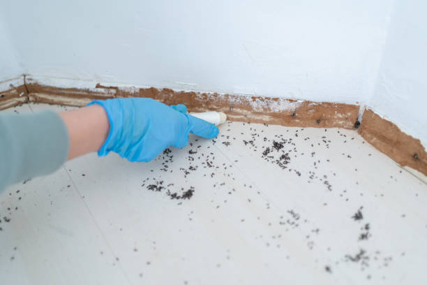 Wildlife Control Services in Amador Pines, CA